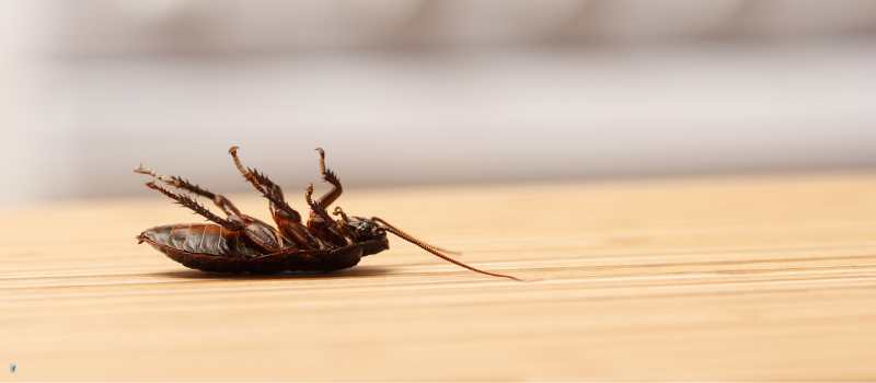 The Critical Importance of Pest Control