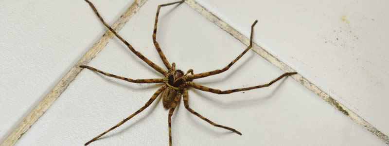 Reliable Spider Treatment Solutions