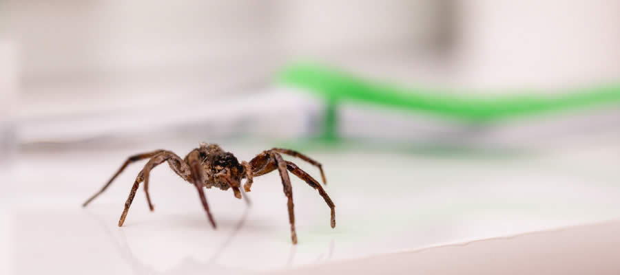 Spiders Crawling Over Sink