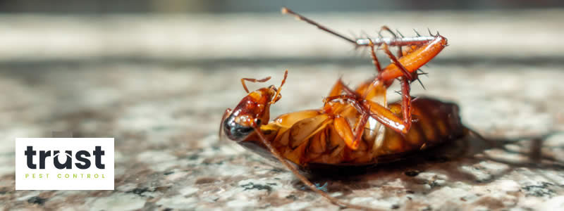 Pest Control Treatment for Cockroaches