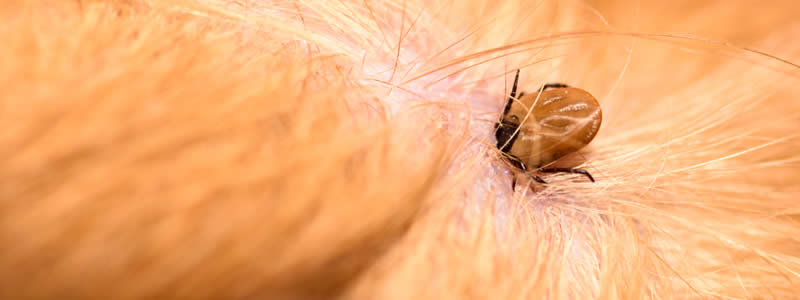 Common Types Of Fleas